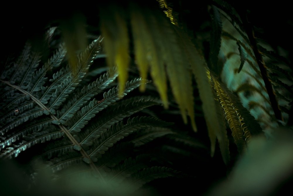 Photograph by Yelena