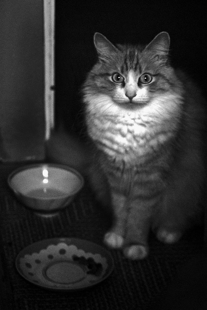 Кто в доме хозяин