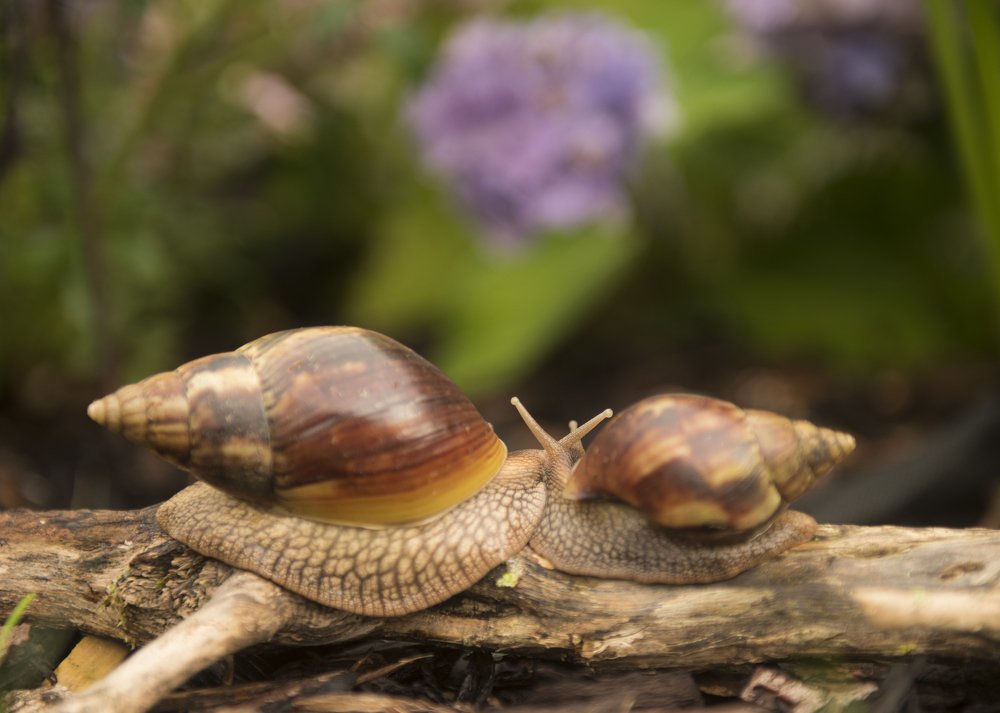 Скользкие Объятия