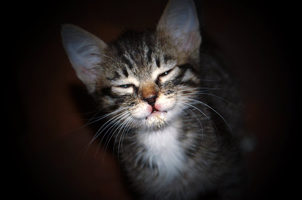 Мяу и молочко