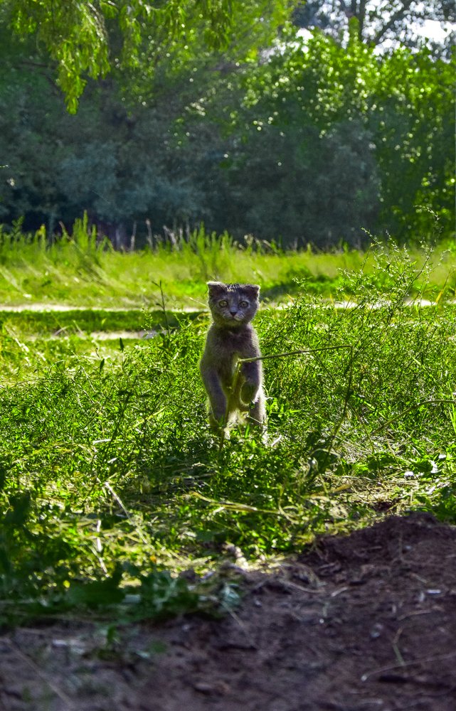 Wildcat in the wood like a meerkat