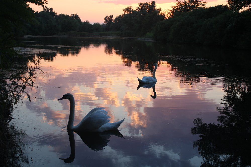 Лебединое озеро
