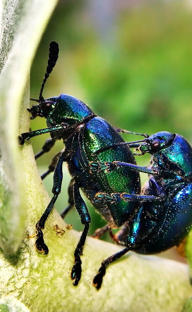 Mating Love