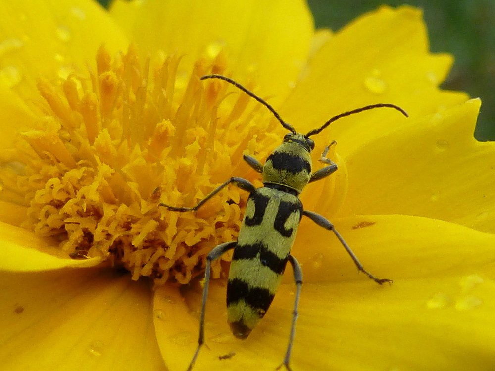 Отдых после дождя