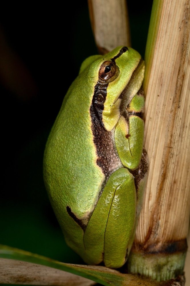 Tree frog