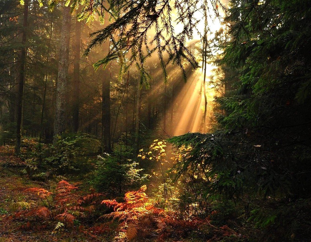 Луч солнца золотого