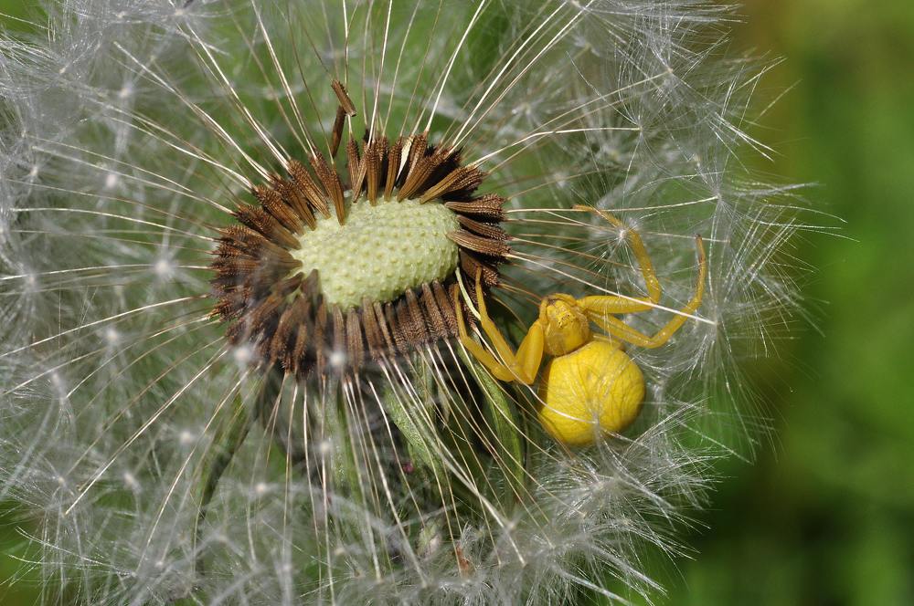 Желтый паук на одуванчик