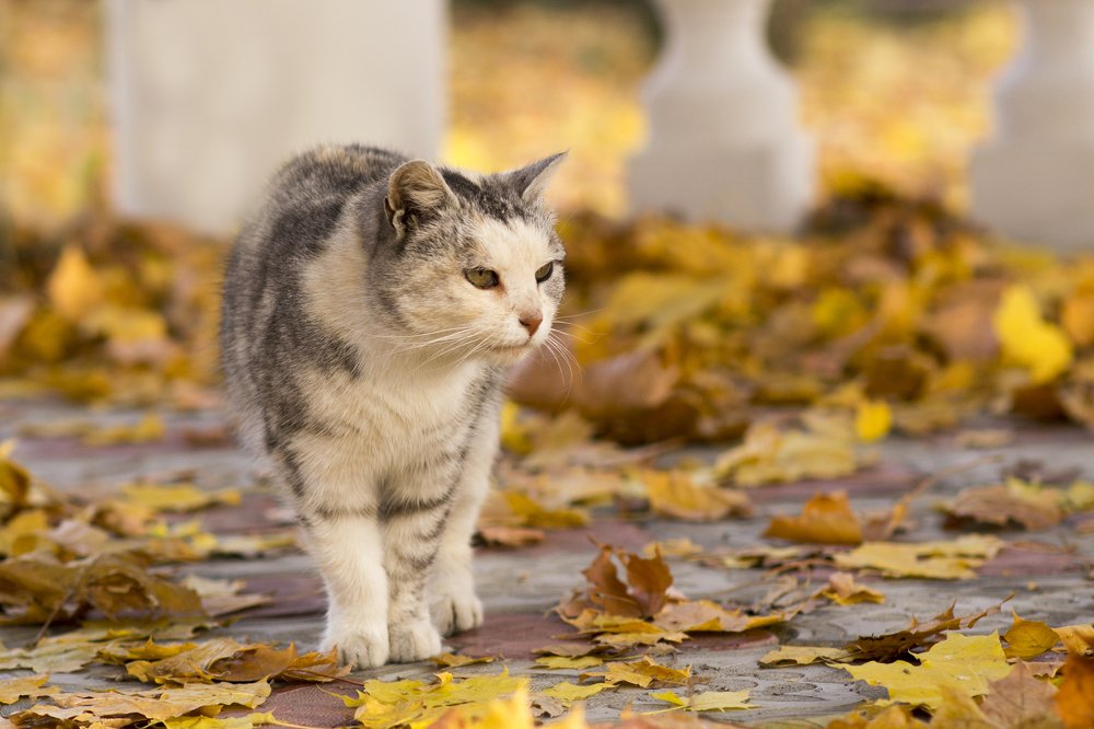 Осенняя охота