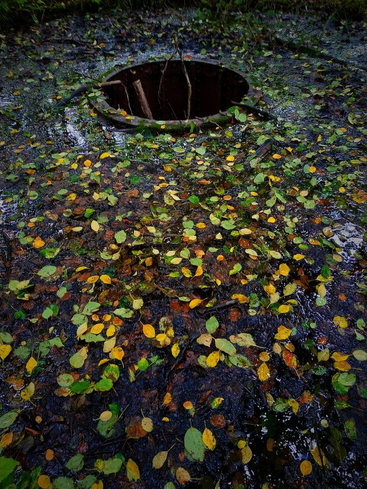 Палитра листвы
