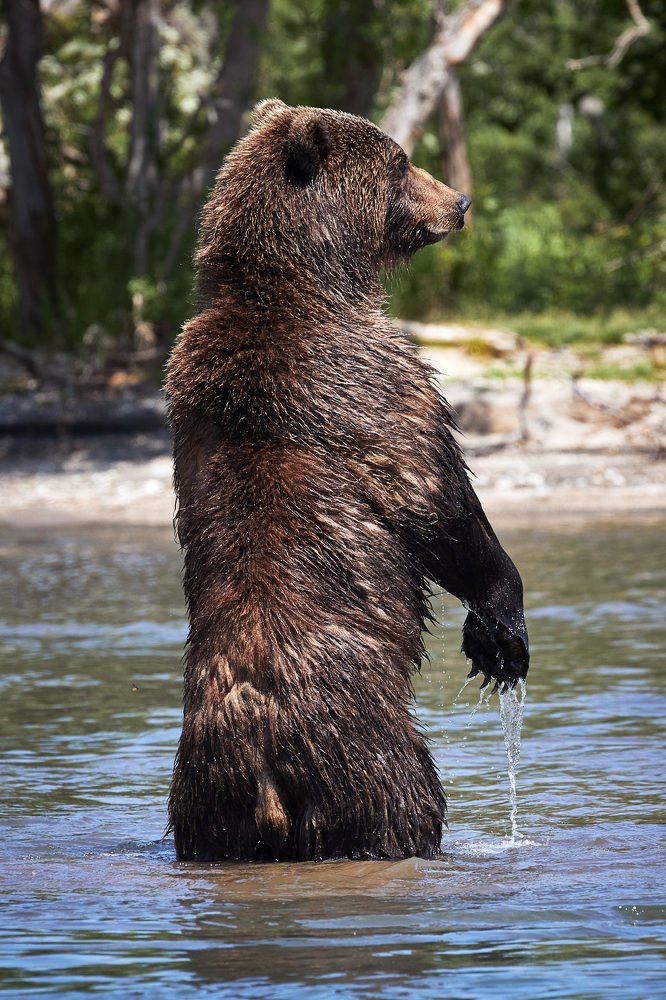 Кто последний за лососем?