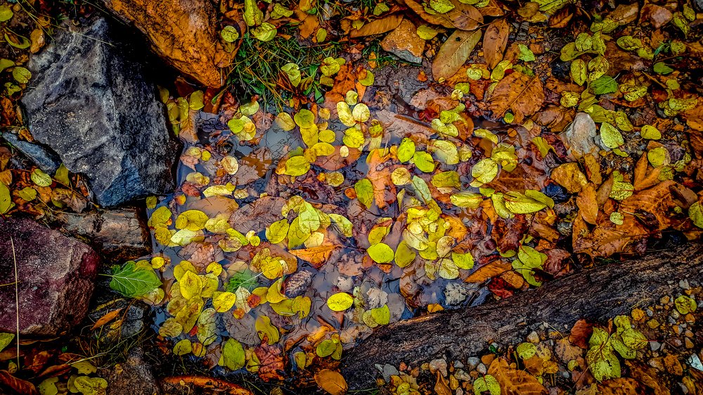 photo take with mobile