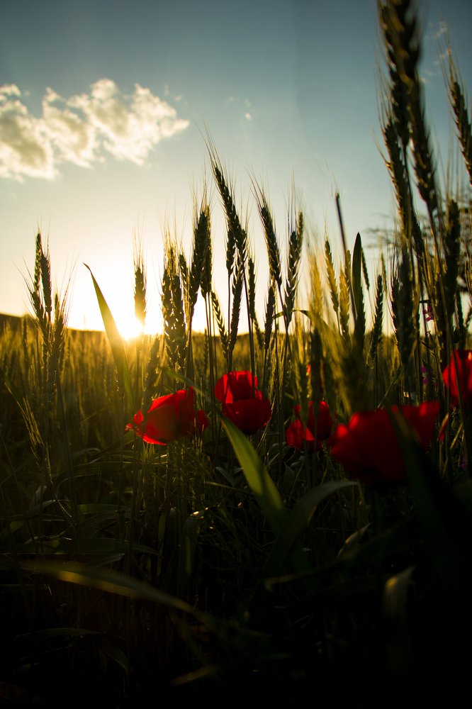 photo take with canon 750D