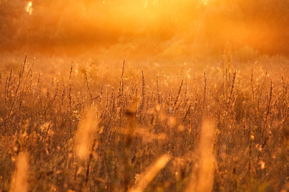 Луг на закате.