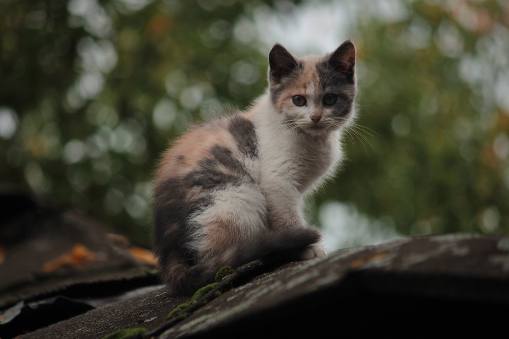 Владимирский.