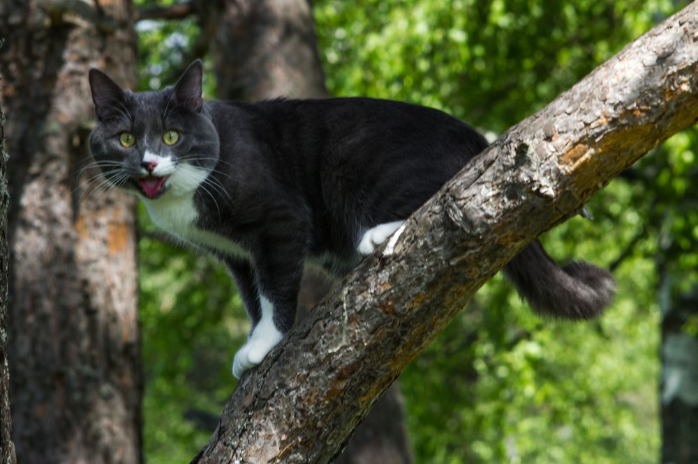 Кошка на охоте