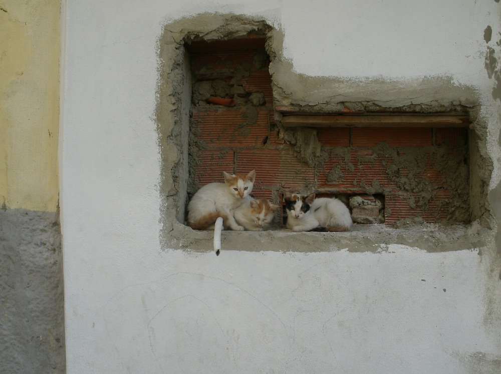 Марокканские котята