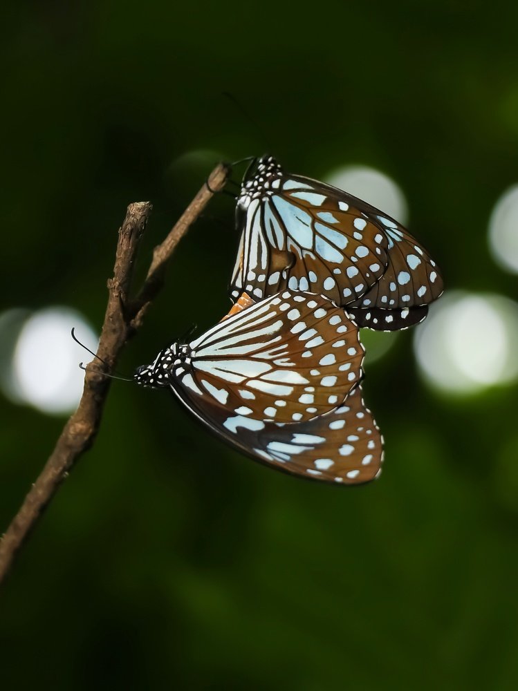 Blue tiger butterfly