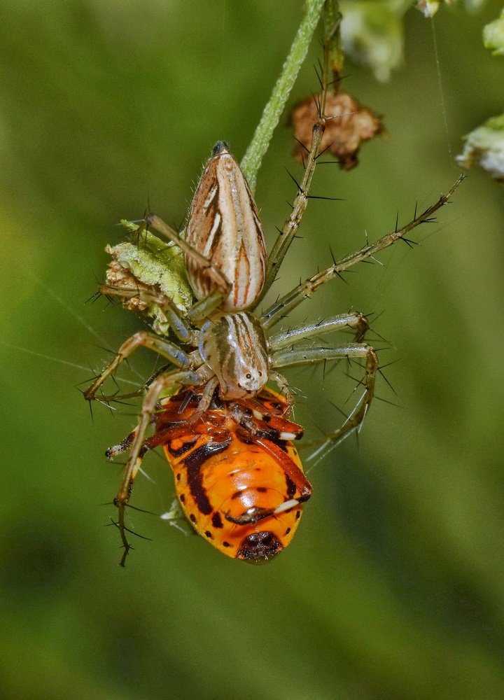 Lynx spider with kill