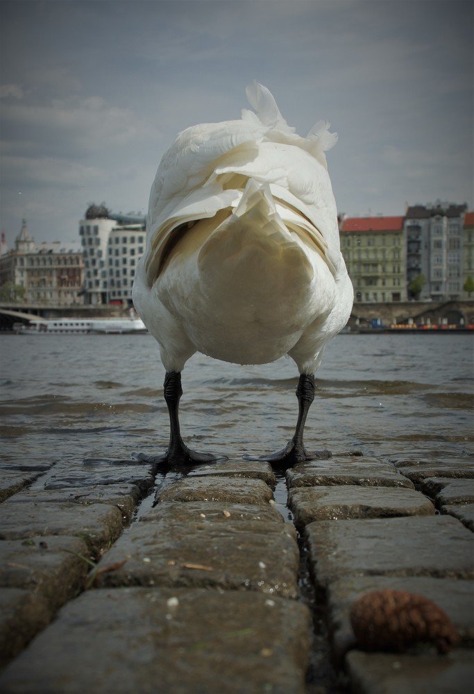 Photo #3470072