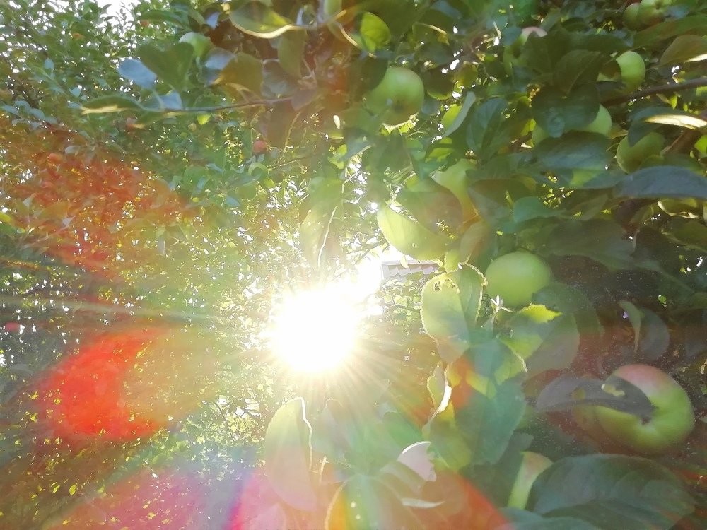 Яблоня в солнечных лучах.