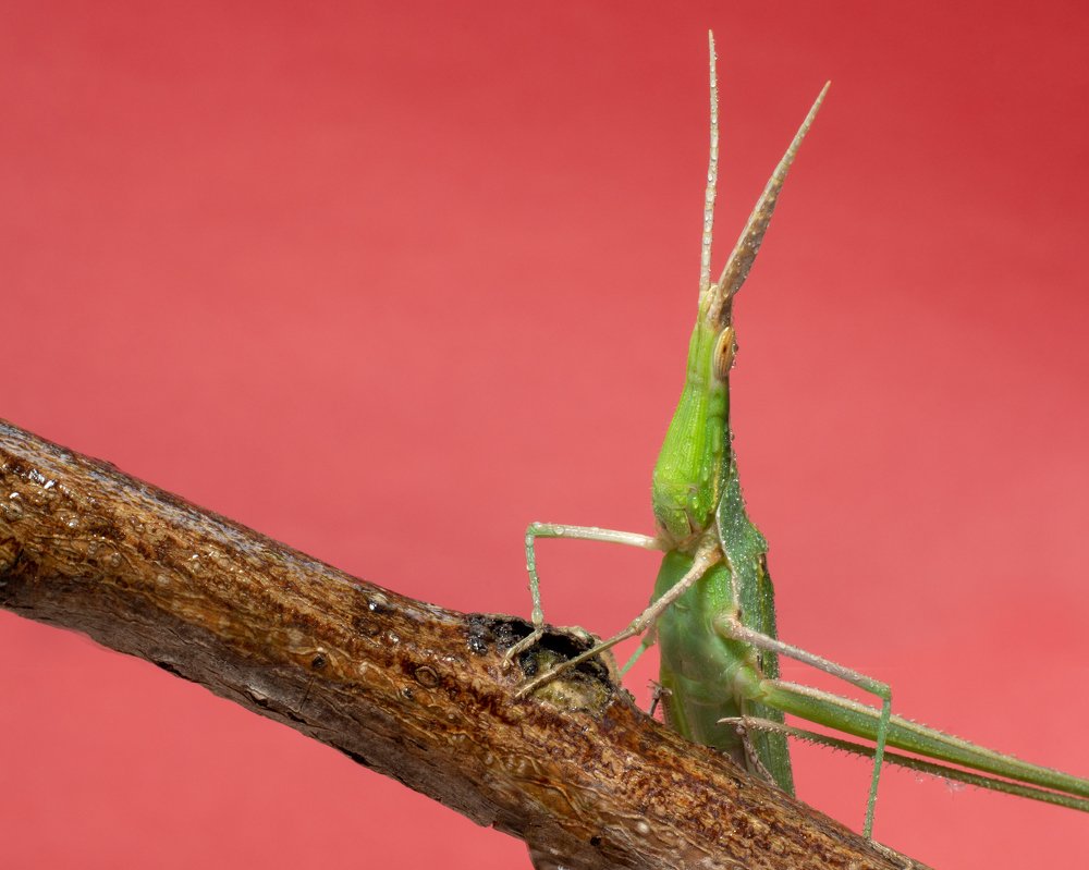 Весёлый палочник