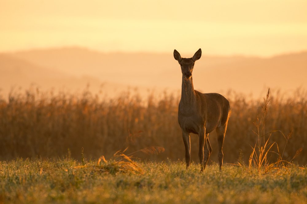 Female deer in sunrise.