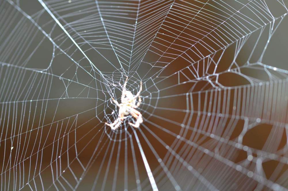 Spider in the web