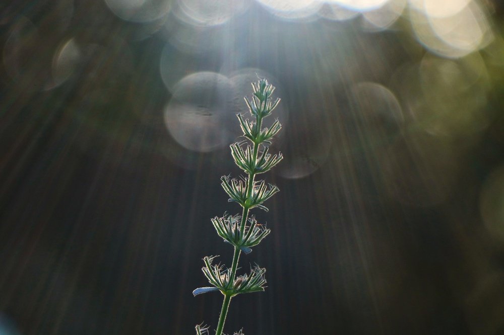 Sunflare
