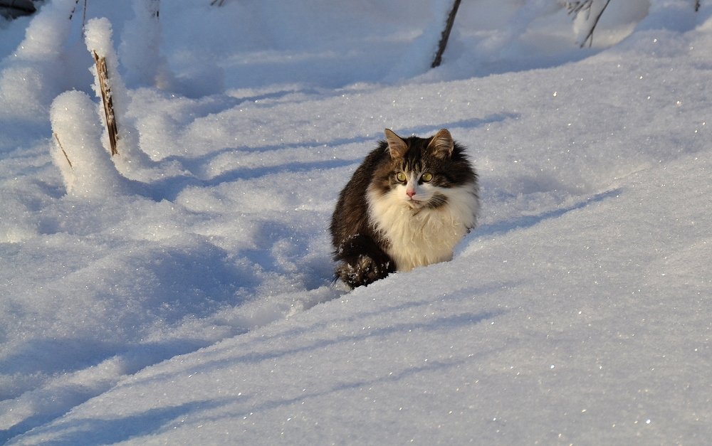 Photograph by Елена Боржковская