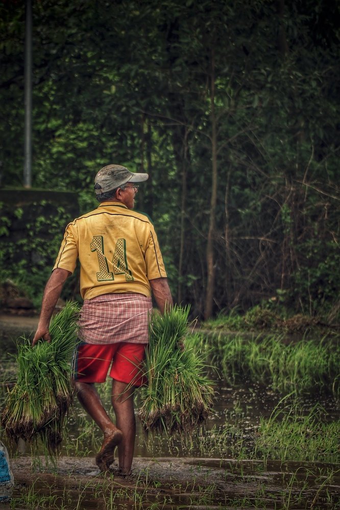 Farmer working in rice farm
