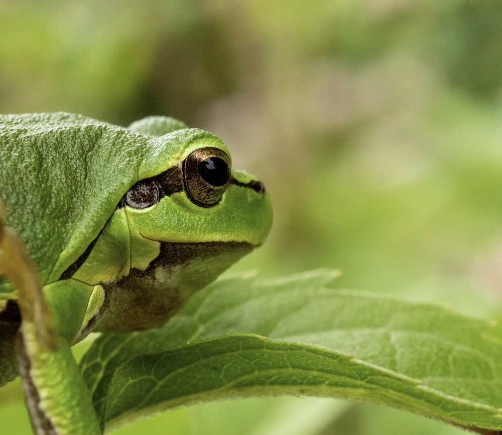 Tree frog