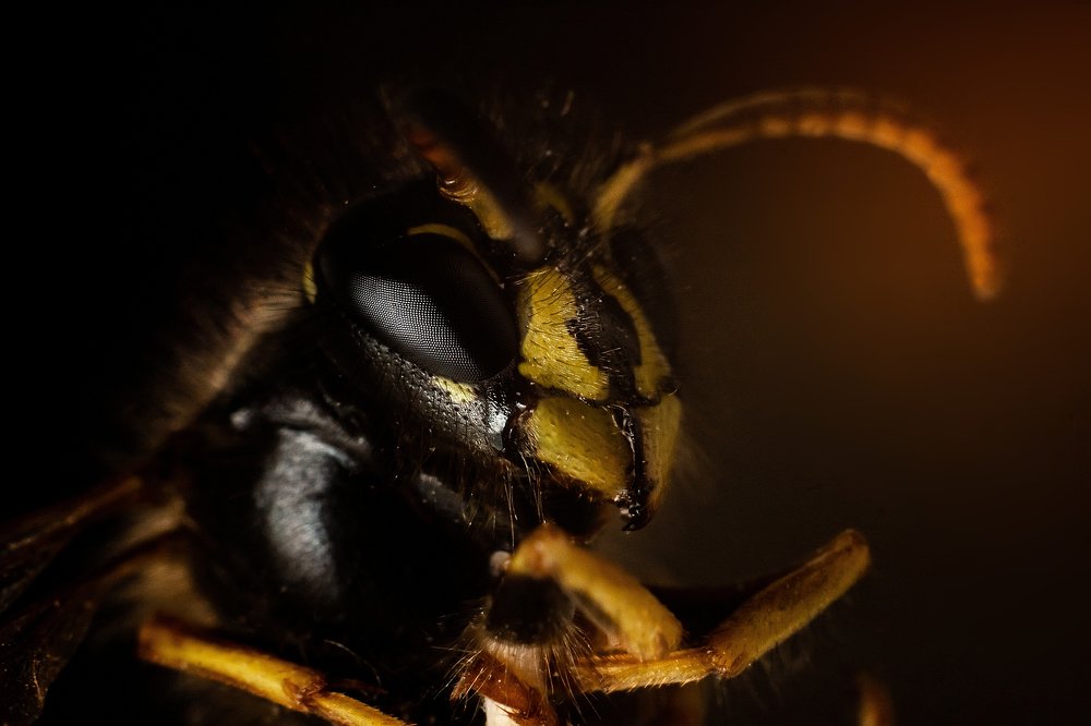 Photograph by Мария Бузыцкая