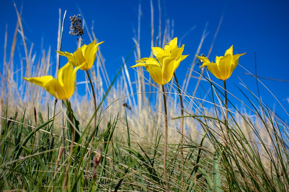 Желтые тюльпаны