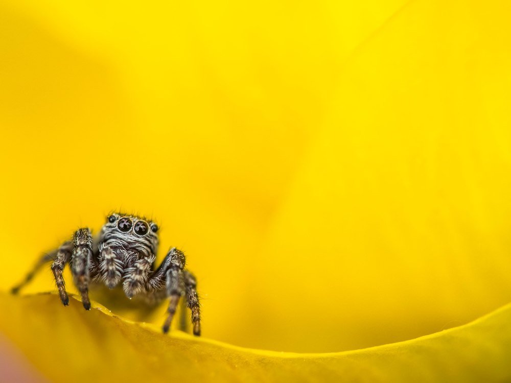 Охотник на жёлтом