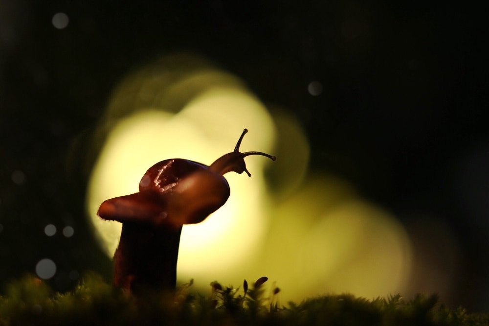 Photograph by Ирина Шишакова