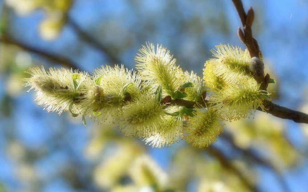 Весенняя нежность