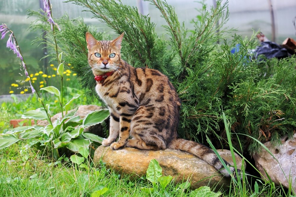 Кошачий шарм