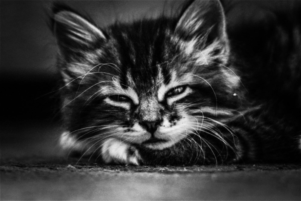 Photograph by Mykhailo Makarov