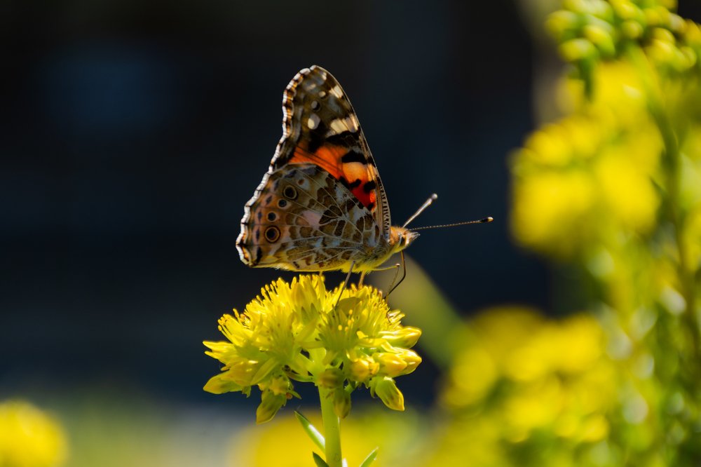 Освещенная солнцем