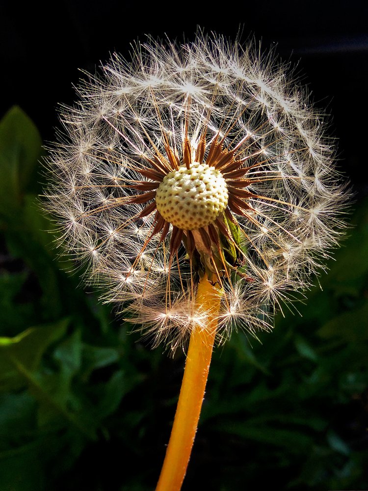 BELLEZA EFÍMERA / EPHEMERAL BEAUTY