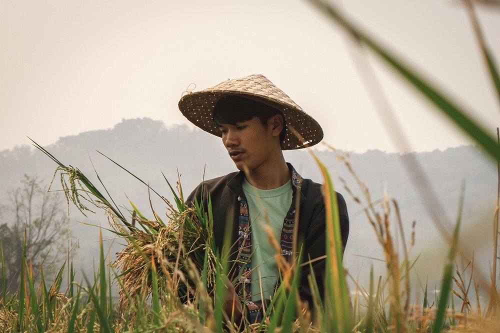 Rice farmer