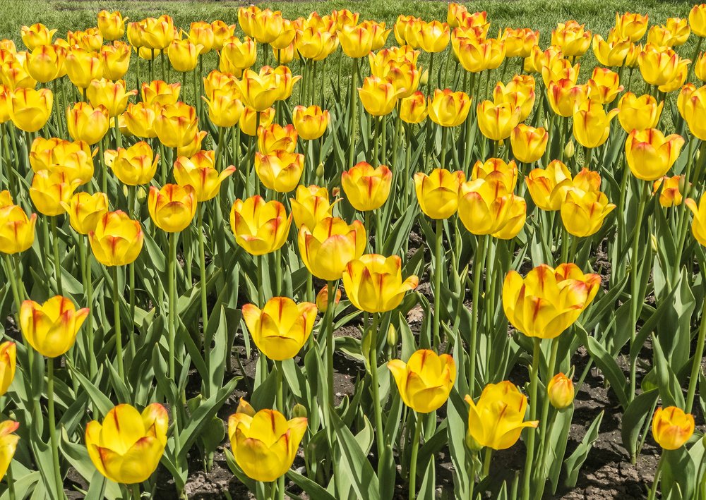 Tulips in the spring