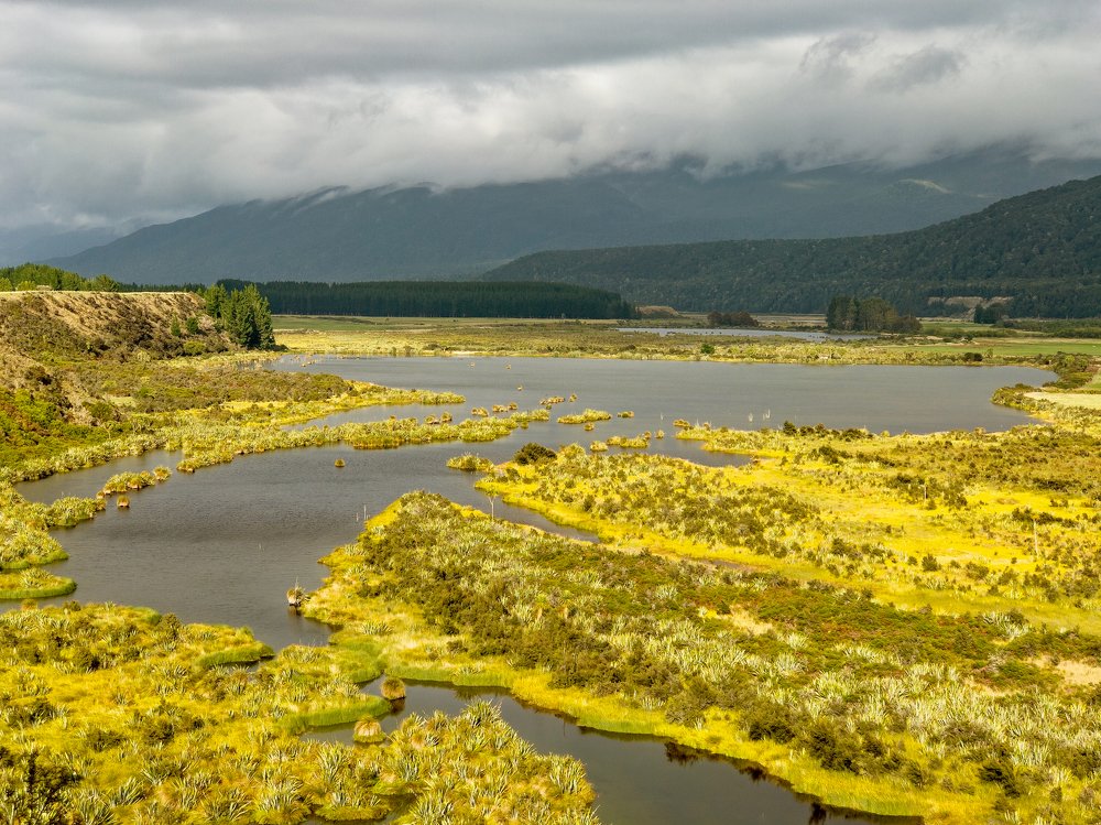 A flowering marsh