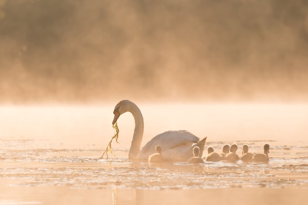 Утренняя трапеза...
