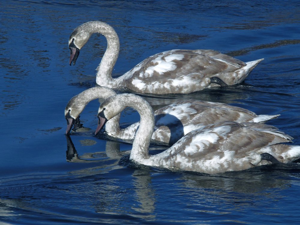Первогодки