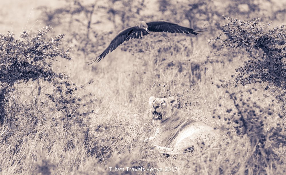 Vulture and Lioness