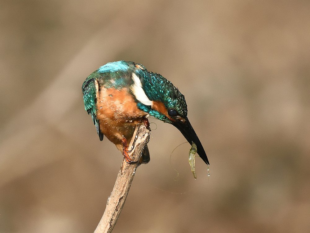 Kingfisher Prey Re catch