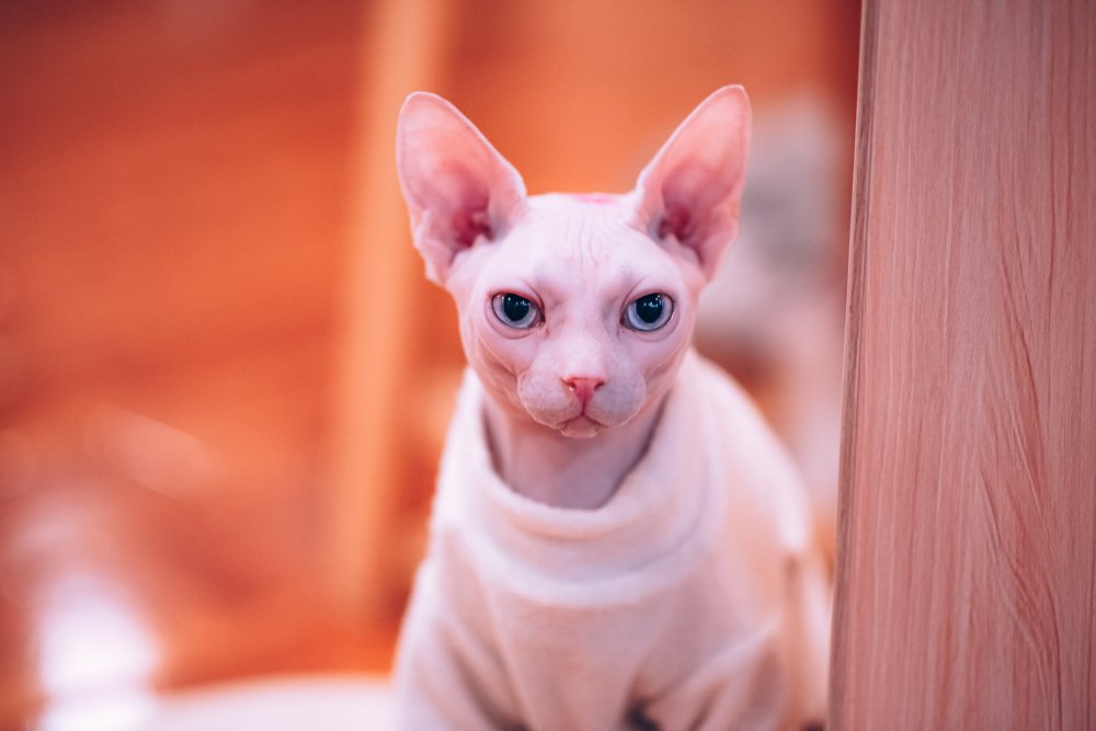 голубые глаза