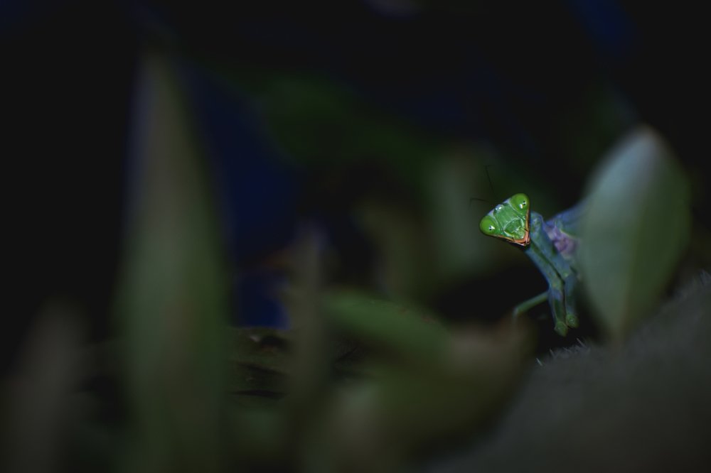 Wide portrait of Mintis