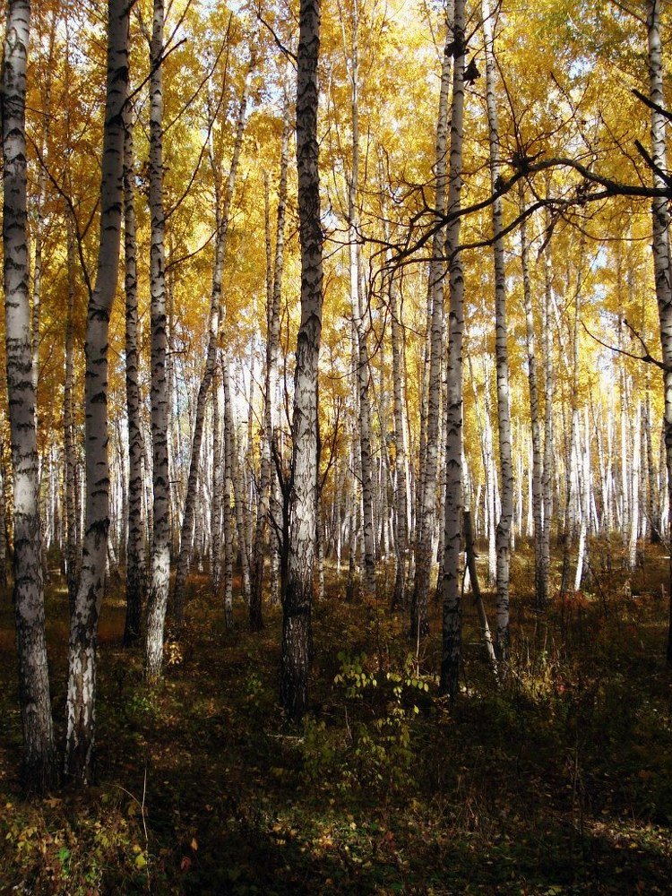 берёзовая роща